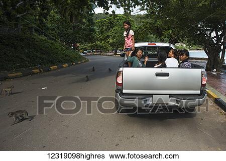 Stock Photograph - Some monkeys on the road, some local tourists stop their car to give them food; Kep, Cambodia. Fotosearch