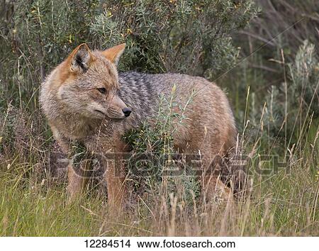 South American Grey Fox, Argentine Gray Fox (Pseudalopex or Lycalopex griseus), Tierra Del Fuego National Park; Tierra del Fuego, Argentina View Large Photo Image Picture - South American Grey Fox, Argentine Gray Fox (Pseudalopex or Lycalopex griseus), Tierra Del Fuego National Park; Tierra del Fuego, Argentina. Fotosearch