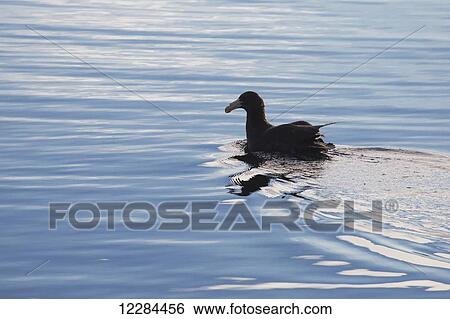 Stock Photograph - Southern giant petrel (Macronectes giganteus) in Beagle Channel; Tierra del Fuego, Argentina. Fotosearch