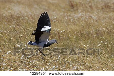 Southern Lapwing (Vanellus chilensis fretensis); El Calafate, Santa Cruz, Argentina View Large Photo Image Picture - Southern Lapwing (Vanellus chilensis fretensis); El Calafate, Santa Cruz, Argentina. Fotosearch