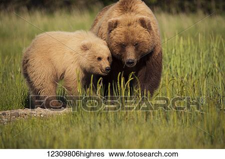 Stock Photograph - Sow Brown bear and cub in grass, Lake Clark National Park, Southcentral Alaska, USA. Fotosearch