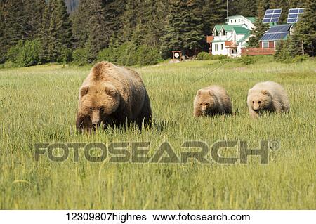 Stock Photograph - Sow Brown bear and twin cubs near Homestead Lodge, Lake Clark National Park, Southcentral Alaska, USA. Fotosearch
