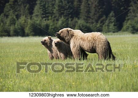 Sow Brown Bear with two cubs, Lake Clark National Park, Southcentral Alaska, USA View Large Photo Image Stock Photograph - Sow Brown Bear with two cubs, Lake Clark National Park, Southcentral Alaska, USA. Fotosearch