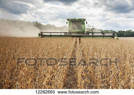 Soybean harvesting; Laytonsville, Maryland, United States of America View Large Photo Image Stock Photography - Soybean harvesting; Laytonsville, Maryland, United States of America. Fotosearch