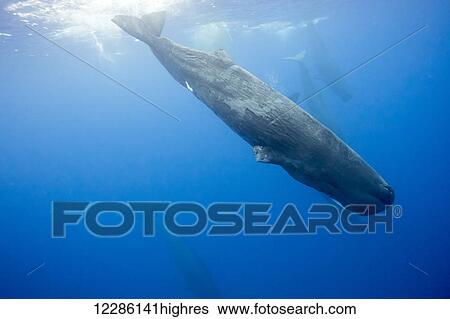 Stock Photograph - Sperm whale (Physeter macrocephalus) in the Indian Ocean; Sri Lanka. Fotosearch