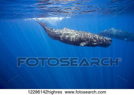 Stock Photograph - Sperm whale (Physeter macrocephalus) in the Indian Ocean; Sri Lanka. Fotosearch
