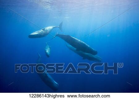 Stock Photograph - Sperm whale (Physeter macrocephalus) in the Indian Ocean; Sri Lanka. Fotosearch