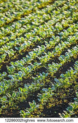 Spinach field, Hollard Marsh; Bradford, Ontario, Canada View Large Photo Image Stock Photograph - Spinach field, Hollard Marsh; Bradford, Ontario, Canada. Fotosearch