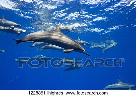 Spinner dolphin (Stenella longirostris) travel in large groups around the island of Hawaii; Hawaii, United States of America View Large Photo Image Stock Photograph - Spinner dolphin (Stenella longirostris) travel in large groups around the island of Hawaii; Hawaii, United States of America. Fotosearch