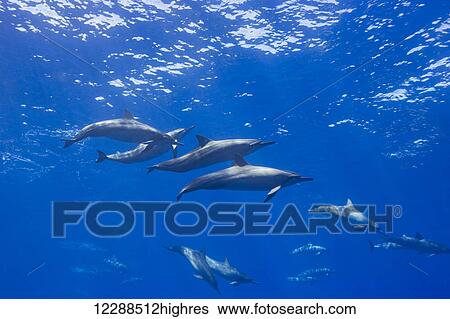 Spinner dolphin (Stenella longirostris) off the island of Lanai; Hawaii, United States of America View Large Photo Image Stock Photograph - Spinner dolphin (Stenella longirostris) off the island of Lanai; Hawaii, United States of America. Fotosearch