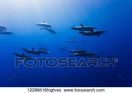 Spinner dolphin (Stenella longirostris) off the island of Lanai; Hawaii, United States of Aerica View Large Photo Image Stock Photograph - Spinner dolphin (Stenella longirostris) off the island of Lanai; Hawaii, United States of Aerica. Fotosearch