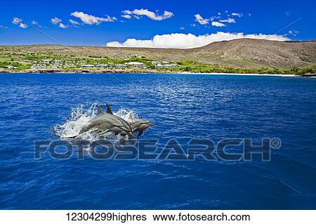 Stock Photograph - Spinner dolphin (Stenella longirostris) off the Four Seasons Resort Lanai at Manele Bay on Hulopoe Beach; Island of Lanai, Hawaii, United States of America. Fotosearch