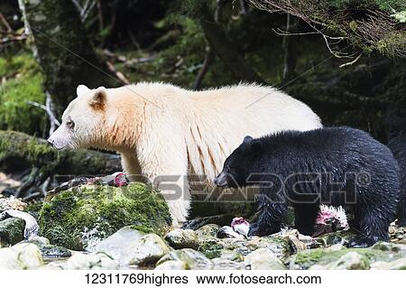 Stock Photograph - Spirit bear and black bear cub eating salmon, Great Bear Rain Forest, British Columbia, Canada. Fotosearch