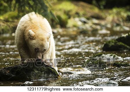 Spirit Bear eating a fish in a stream, Great Bear Rain Forest, British Columbia, Canada View Large Photo Image Stock Photograph - Spirit Bear eating a fish in a stream, Great Bear Rain Forest, British Columbia, Canada. Fotosearch