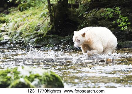 Spirit Bear fishing in a stream, Great Bear Rain Forest, British Columbia, Canada View Large Photo Image Stock Photograph - Spirit Bear fishing in a stream, Great Bear Rain Forest, British Columbia, Canada. Fotosearch