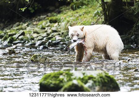 Spirit Bear fishing in a stream, Great Bear Rain Forest, British Columbia, Canada View Large Photo Image Stock Photograph - Spirit Bear fishing in a stream, Great Bear Rain Forest, British Columbia, Canada. Fotosearch