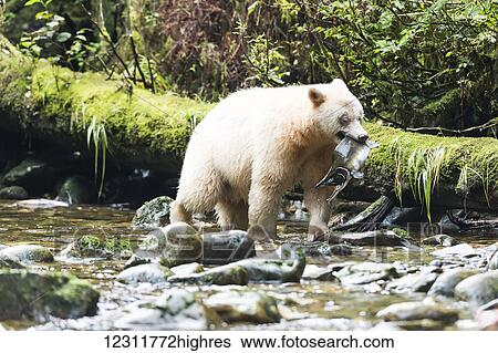 Spirit Bear fishing in a stream, Great Bear Rain Forest, British Columbia, Canada View Large Photo Image Stock Photograph - Spirit Bear fishing in a stream, Great Bear Rain Forest, British Columbia, Canada. Fotosearch