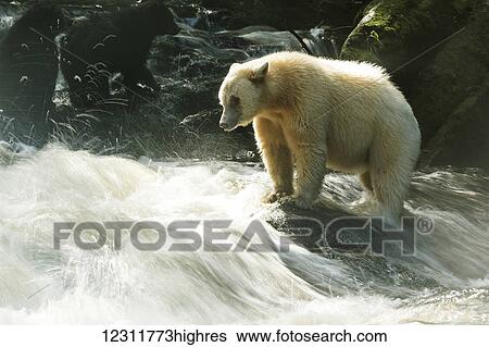 Stock Photograph - Spirit Bear fishing in a stream, Great Bear Rain Forest, British Columbia, Canada. Fotosearch