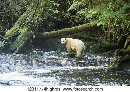 Stock Photograph - Spirit Bear fishing in a stream, Great Bear Rain Forest, British Columbia, Canada. Fotosearch