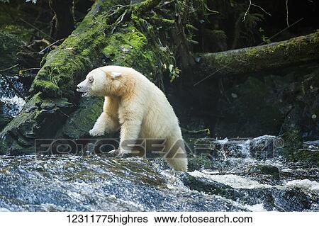 Stock Photograph - Spirit Bear fishing in a stream, Great Bear Rain Forest, British Columbia, Canada. Fotosearch