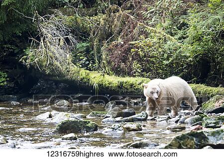 Stock Photograph - Spirit Bear fishing in a stream, Great Bear Rain Forest, British Columbia, Canada. Fotosearch