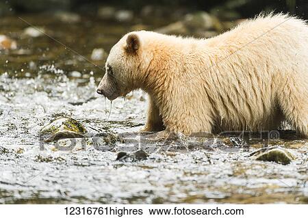 Stock Photograph - Spirit Bear fishing in a stream, Great Bear Rain Forest, British Columbia, Canada. Fotosearch