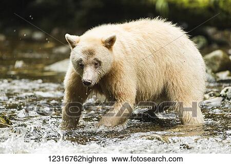 Spirit Bear fishing in a stream, Great Bear Rain Forest, British Columbia, Canada View Large Photo Image Stock Photograph - Spirit Bear fishing in a stream, Great Bear Rain Forest, British Columbia, Canada. Fotosearch