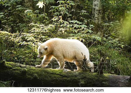 Stock Photograph - Spirit bear walking on a log in the Great Bear Rain forest, Gribbell Island, British Columbia, Canada. Fotosearch