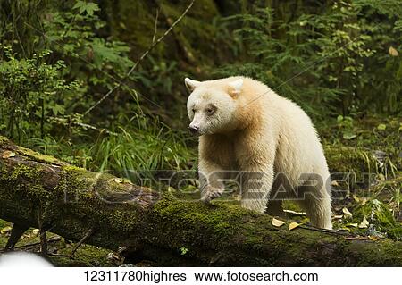 Spirit bear walking on a log in the Great Bear Rain forest, Gribbell Island, British Columbia, Canada View Large Photo Image Stock Photograph - Spirit bear walking on a log in the Great Bear Rain forest, Gribbell Island, British Columbia, Canada. Fotosearch