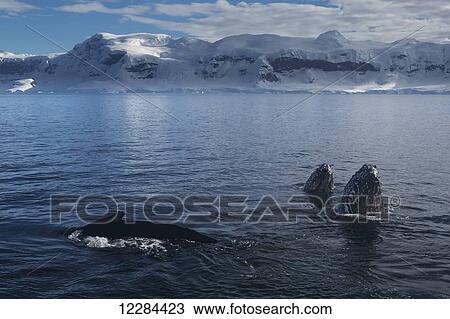 Spy hopping Humpback whales (Megaptera novaeangliae) in Gerlache Strait, Antarctic Peninsula; Antarctica View Large Photo Image Stock Image - Spy hopping Humpback whales (Megaptera novaeangliae) in Gerlache Strait, Antarctic Peninsula; Antarctica. Fotosearch