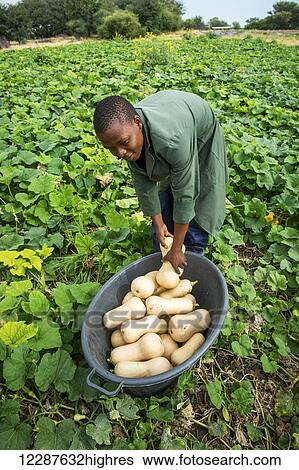 Stock Photograph - Squash farmer; Ghanzi, Botswana. Fotosearch
