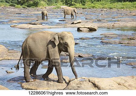 Stock Photograph - Sri Lankan elephant (Elephas maximus) is one of three recognized subspecies of the Asian elephant; Pinnawala village, Sri Lanka. Fotosearch