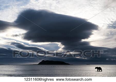 Stock Photograph - Storm clouds and a brown bear (ursus arctos) walking over a wet shore, Katmai National Park; Alaska, United States of America. Fotosearch