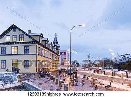 Stock Photograph - Street scene in central Reykjavik with ducks and swans standing on the sidewalk during twilight; Reykjavik, Iceland. Fotosearch