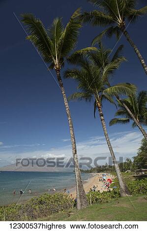 Stock Photograph - Sun bathers, swimmers, coconut trees, Kama'ole II & III Beach Park, (in distance) West Maui Mountains; Kihei, Maui, Hawaii, United States of America. Fotosearch