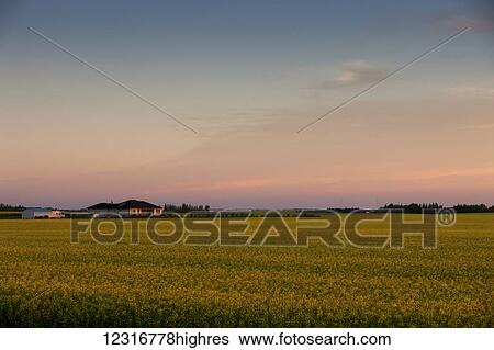 Stock Photograph - Sun rising over a canola field with the glowing pink sky shining on the farm house; Saskatchewan, Canada. Fotosearch