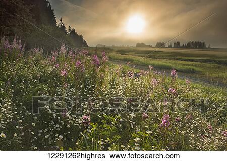 Stock Photograph - Sun shines through morning fog near Silver Salmon Creek in Lake Clark National Park & Preserve, Alaska.. Fotosearch