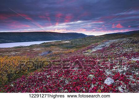 Sunset over fall colors at Wonder Lake, Denali National Park & Preserve, Alaska. View Large Photo Image Stock Photograph - Sunset over fall colors at Wonder Lake, Denali National Park & Preserve, Alaska.. Fotosearch