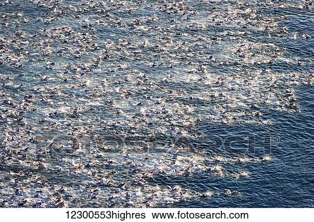 Stock Photograph - Swim start of Ironman Triathlon World Championship; Kailua-Kona, Island of Hawaii, Hawaii, United States of America. Fotosearch