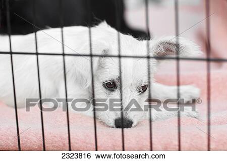 Terrier puppy in a cage waiting to be adopted at an animal rescue shelter; Morden, Manitoba, Canada View Large Photo Image Stock Photograph - Terrier puppy in a cage waiting to be adopted at an animal rescue shelter; Morden, Manitoba, Canada. Fotosearch