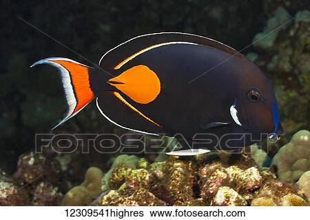 Stock Photograph - The achilles tang (Acanthurus achilles) reaches 10 inches in length; Hawaii, United States of America. Fotosearch