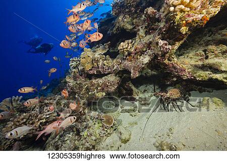 The banded spiny lobster (Panulirus marginatus) an endemic species is joined with schooling bigscale soldierfish (Myripristis berndti) in this reef scene with divers; Maui, Hawaii, United States of America View Large Photo Image Stock Photograph - The banded spiny lobster (Panulirus marginatus) an endemic species is joined with schooling bigscale soldierfish (Myripristis berndti) in this reef scene with divers; Maui, Hawaii, United States of America. Fotosearch