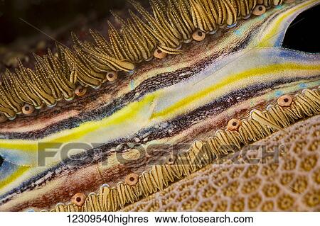 Stock Photograph - The brightly colored mantle and rows of tiny eyes make the coral-boring scallop (Pedum spondyloideum) easily recognized on the reef; Yap, Micronesia. Fotosearch