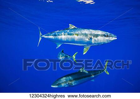 Stock Photograph - The California yellowtail (Seriola lalandi dorsalis) is also known as yellowtail amberjack or great amberjack, and is found along the Eastern Pacific coast, from Southern California to the Baja California Peninsula; Guadalupe Island, Mexico. Fotosearch