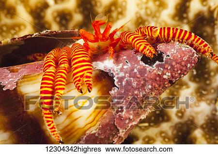 The cone shell hermit crab (Ciliopagurus strigatus) specialized flat body allows it to squeeze into the narrow opening of a cone shell; Yap, Micronesia View Large Photo Image Stock Photograph - The cone shell hermit crab (Ciliopagurus strigatus) specialized flat body allows it to squeeze into the narrow opening of a cone shell; Yap, Micronesia. Fotosearch