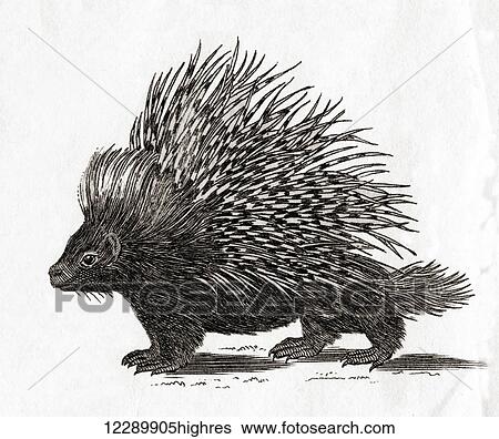 The crested porcupine (Hystrix cristata). From an 18th century print. View Large Photo Image Stock Photograph - The crested porcupine (Hystrix cristata). From an 18th century print.. Fotosearch
