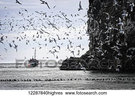Stock Photograph - The Danny J Kachemak Bay Ferry cruises by the Gull Island sea bird rookery in Kachemak Bay, Southcentral Alaska, summer. Fotosearch