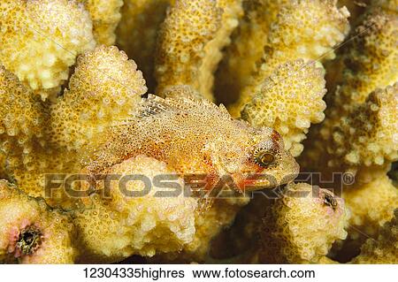 Stock Photograph - The dwarf scorpionfish (Sebastapistes fowleri) is the smallest of this family and in Hawaii it is often found in cauliflower coral (Pocillopora meandrina) as pictured here; Kauai, Hawaii, United States of America. Fotosearch