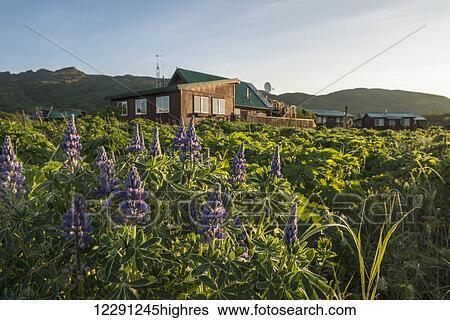 The Katmai Wilderness Lodge and a patch of Arctic Lupine catch early morning light, Kukak Bay, Katmai National Park & Preserve, Alaska. View Large Photo Image Stock Photograph - The Katmai Wilderness Lodge and a patch of Arctic Lupine catch early morning light, Kukak Bay, Katmai National Park & Preserve, Alaska.. Fotosearch