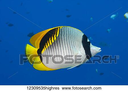Stock Photograph - The lined butterflyfish (Chaetodon lineolatus) is unusual to find in Hawaii, reaching up to 12 inches long, this is the largest of this family in the world; Hawaii, United States of America. Fotosearch